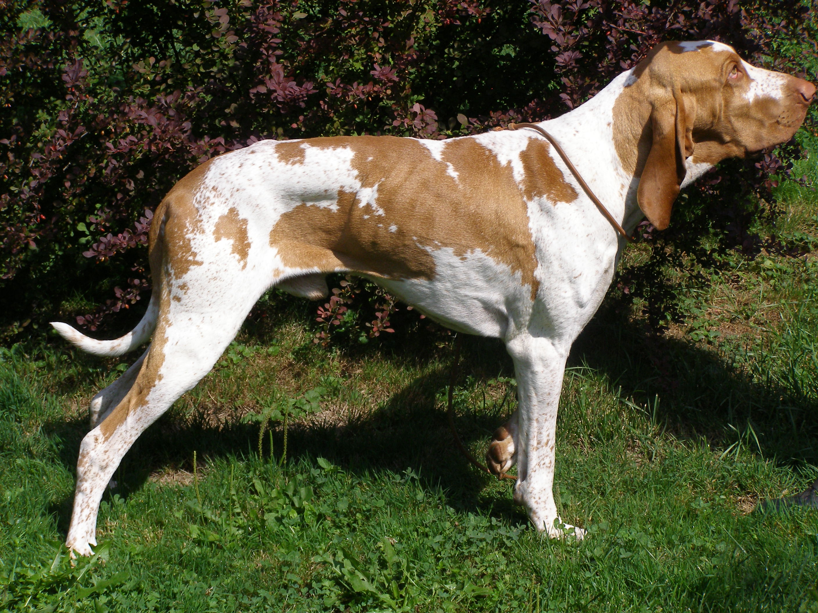 breeding-dog Apollon